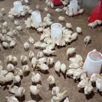 بوقلمون گوشتی سفید