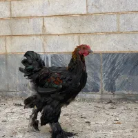 نیمچه برهما ویاندوت.
