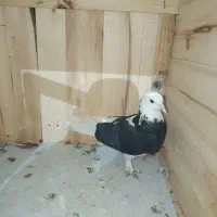 ابلغ|پرنده|قم, سراجه (۱۵ خرداد)|دیوار