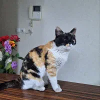 واگذاری گربه بالغ