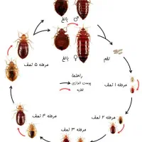 حذف 100درصدی حشرات با شرکت رها