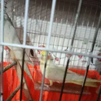 پرندگان|پرنده|کیاشهر, |دیوار