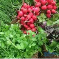 پاک کردن سبزیجات