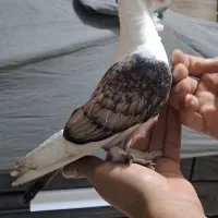 جوجه طاووسی نر کاکل میخ