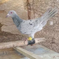 کبوتر هفترنگ سرور ماده