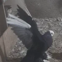 قره قجله نر|پرنده|میاندوآب, |دیوار