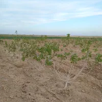 باغ-پسته-بارده-8-ساله