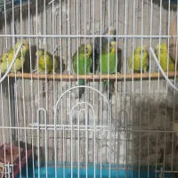 مرغ عشق بالغ