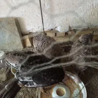 جوجه بوقلمون همراه با جوجه لاری|حیوانات مزرعه|مهریز, |دیوار