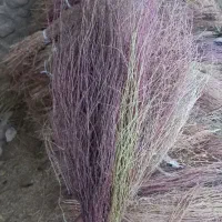 جارو درجه یک