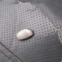 مهره سلمانی کهنه