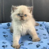 گربه خانگی بیریتیش هیمالین