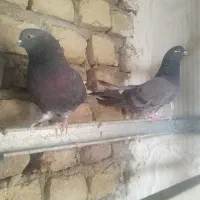 کبوتر پرشی سبز