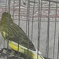 قناری نر|پرنده|تربتحیدریه, پائین ولایت|دیوار