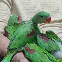 جوجه شاه طوطی سرلاکی کینگ سایزنروماده شاه تخم