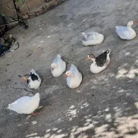 غاز