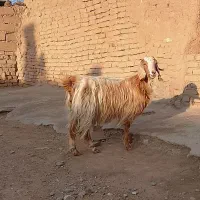 ماده بز ابستن