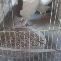 طوقی سرخ|پرنده|قائن, |دیوار