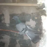 کفتر اصفهانی|پرنده|خمینی‌شهر, |دیوار