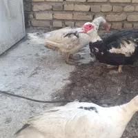 ستا ماده اردک خارجی