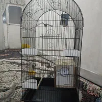 قفس بزرگ ۱۰۳۴ سالم و نو