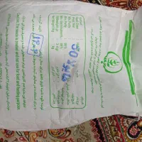 بذر کلزا هیولا ۵۰|گل و گیاه طبیعی|آزادشهر, |دیوار