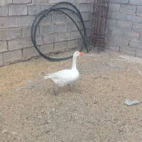 غاز فروشی دوتا ماده جنس دار