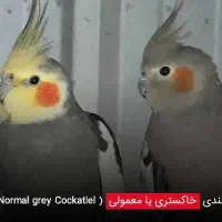 عروس هلندی جفت سخنگو