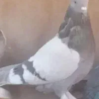 کبوتر تار یا گم شده در فیل آباد