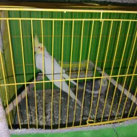 عروس هلندی و مرغ عشق|پرنده|خمینی‌شهر, |دیوار