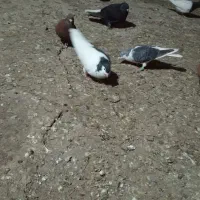 کفتر چپ و خال