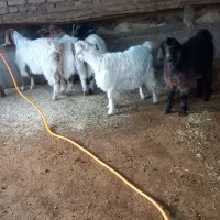 ۶ عدد بزغاله|حیوانات مزرعه|صحنه, |دیوار