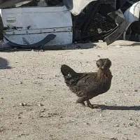 مرغ لاری زینتی