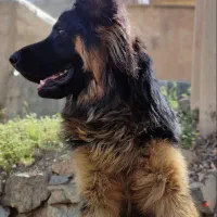 سگ ژرمن نر آماده جفت گیری