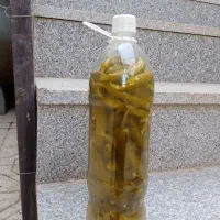 فروش خیارشور ویژه