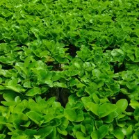 فروش سبزه عید