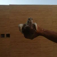 کبوتر|پرنده|اصفهان, کوجان|دیوار
