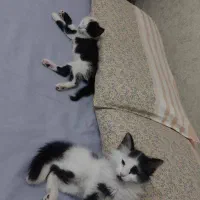 بچه گربه خانگی