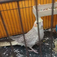 دو تا عروس هلندی