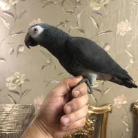 کاسکو چلوندنی سخنگو رام