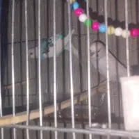 مرغ عشق|پرنده|ایرانشهر, |دیوار