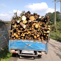 خریدانواع چوب های باغی و جنگلی