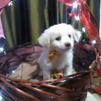 5 عدد توله اشپیتز 3 ماهه|سگ|رودهن, |دیوار