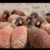 گوسفند