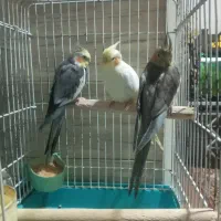 عروس هلندی یک جفت با چهار جوجه همراه با دو قفس|پرنده|خوی, |دیوار