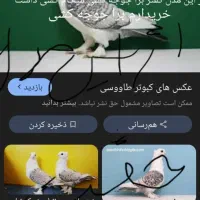 کفتر الماسی