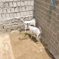 فروشی فوری