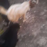 نری|حیوانات مزرعه|بند زرک, |دیوار