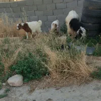 یک عدد بز  دوقلو نر بزغاله ها