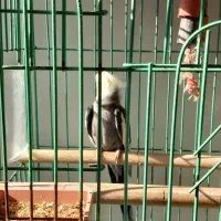 یک جفت  گرینچیک نر و ماده